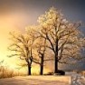 8752378-ice-and-frost-covered-oak-tree-in-cold-winter-snow-at-jump-off-rock-in-western-north-carolina-blue-r[1]